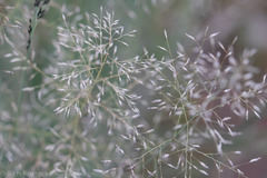 Eragrostis lehmanniana