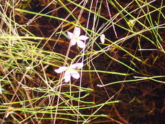 Sabatia grandiflora