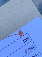 Marasmius pulcherripes