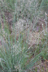 Eragrostis lehmanniana