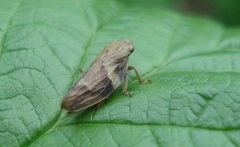 Aphrophora alni