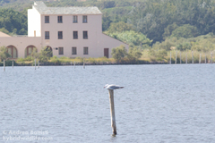 Ichthyaetus audouinii