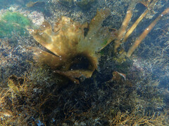 Saccorhiza polyschides