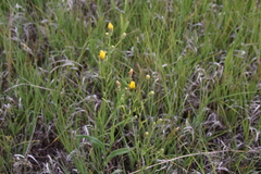 Crepis tectorum