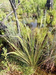 Aristida spiciformis
