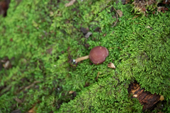 Callistosporium purpureomarginatum