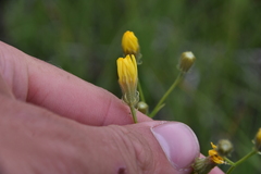 Crepis tectorum