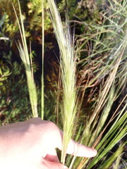 Aristida spiciformis