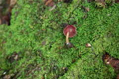 Callistosporium purpureomarginatum