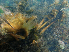 Saccorhiza polyschides