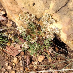 Eriogonum microtheca simpsonii