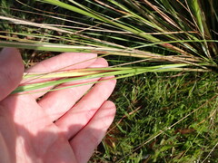Aristida spiciformis