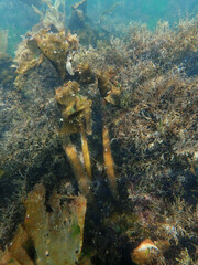 Saccorhiza polyschides