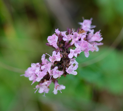 Origanum