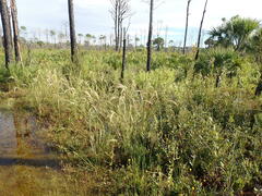 Aristida spiciformis