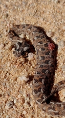 Bitis cornuta