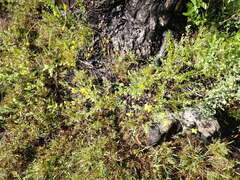 Hypericum tetrapetalum