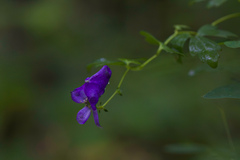Aconitum uncinatum