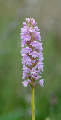 Gymnadenia
