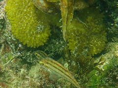 Saccorhiza polyschides