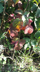 Rubus caesius