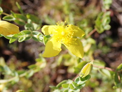 Hypericum tetrapetalum