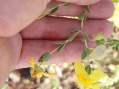 Hypericum tetrapetalum