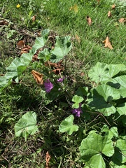 Malva sylvestris