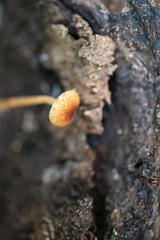 Flammulaster erinaceellus