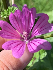 Malva sylvestris