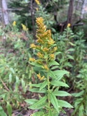 Solidago lepida
