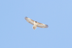 Gypaetus barbatus