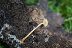 Flammulaster erinaceellus