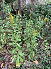 Solidago lepida