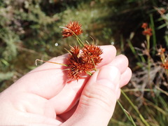 Rhynchospora fascicularis