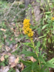 Solidago lepida