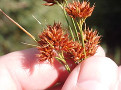Rhynchospora fascicularis