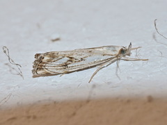 Catoptria falsella
