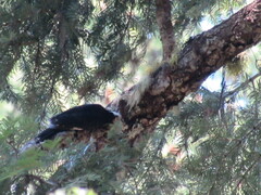 Dryobates albolarvatus