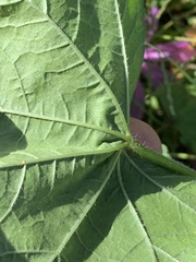 Malva sylvestris
