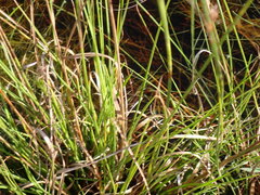 Rhynchospora fascicularis