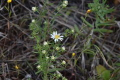 Symphyotrichum falcatum