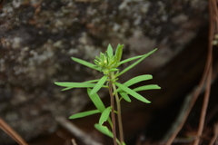 Phacelia linearis