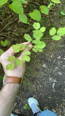 Thalictrum pubescens