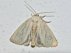 Photedes morrisii