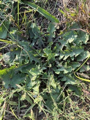 Sonchus oleraceus