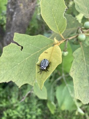 Leptinotarsa undecimlineata