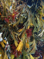 Fucus serratus