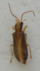 Oxycopis