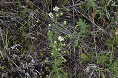 Symphyotrichum falcatum